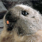 Kosen Marmot "Murmeli"