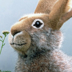 Kosen Field Rabbit "Mummel"