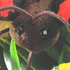 Kosen Butterfly "Annabelle"