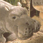 Kosen Mini Hippo (sitting)