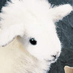 Kosen Mini Lamb